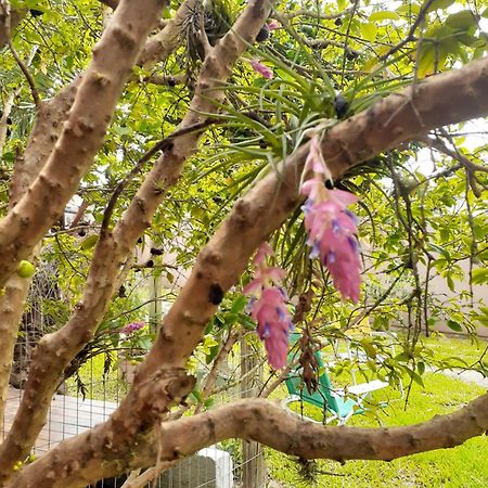 Jabuticasa Cabana De Madeira Na Praia Penha  Εξωτερικό φωτογραφία