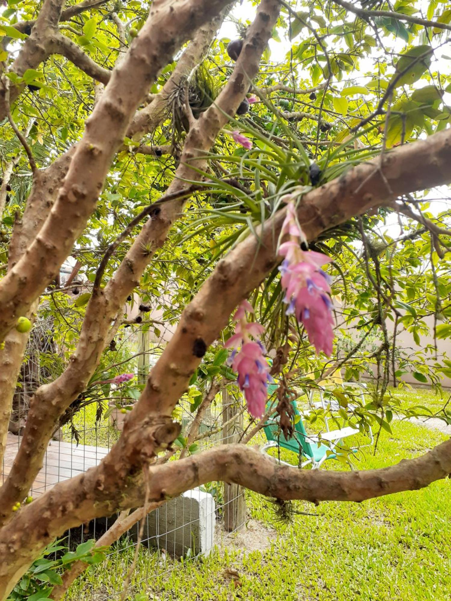 Jabuticasa Cabana De Madeira Na Praia Penha  Εξωτερικό φωτογραφία